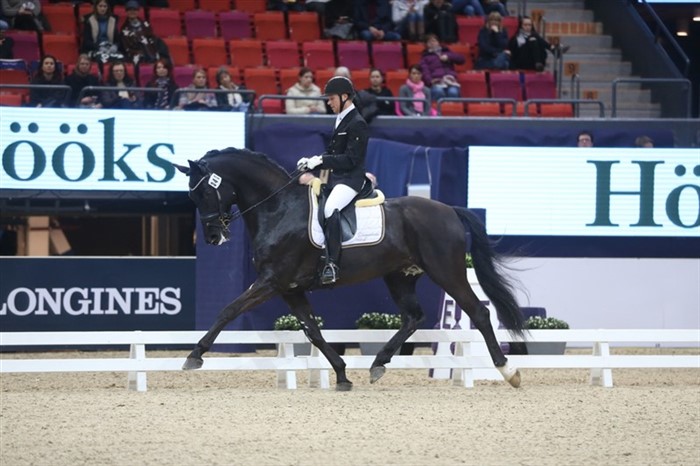 Conde Nord 1347 –  New stallion in the US!