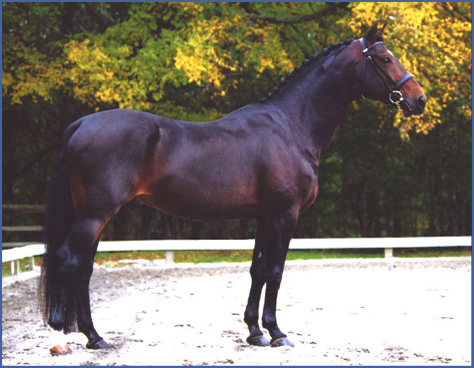 Bolero 897 (SWB) – SWB | Swedish Warmblood Association