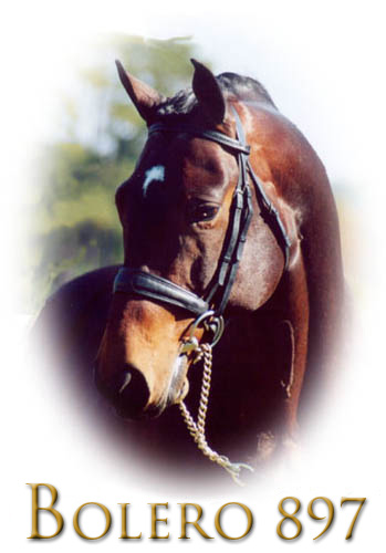 Bolero 897 (SWB) – SWB | Swedish Warmblood Association